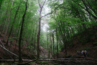 People amidst trees in forest
