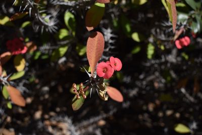 Close-up of pink flowering plant