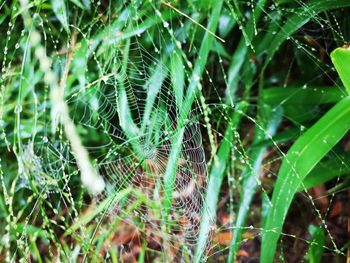 Close-up of spider web on plants
