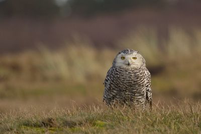 Snowy owl on grassy field