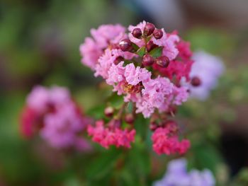 Close-up of pink flowering plant