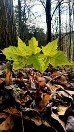Leaves on tree trunk in forest