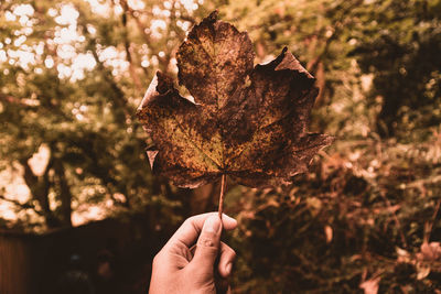 Close-up of hand holding dry maple leaf