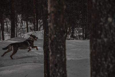 Dog running on a tree trunk