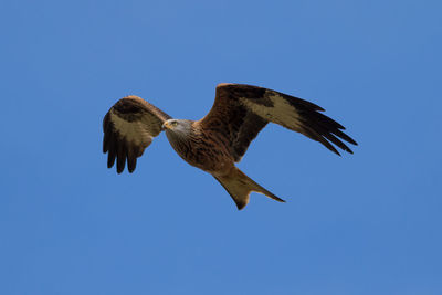 Low angle view of eagle flying against clear blue sky