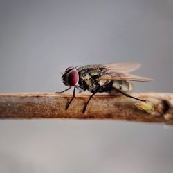 Close-up of fly on table