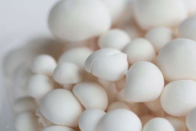 Close-up of mushrooms