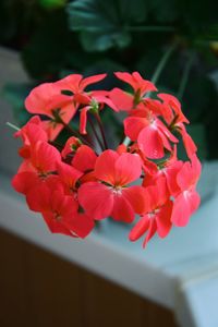 Close-up of pink flowering plants