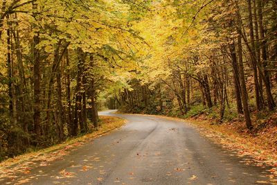 Road amidst trees in forest during autumn