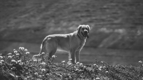 Portrait of dog standing on land