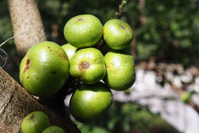 Close-up of apples on tree