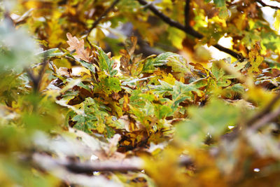 Close-up of autumn leaves on land