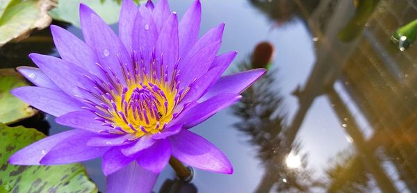 Close-up of purple flowering plant