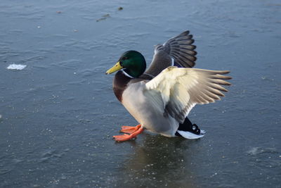 Bird in lake