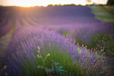 Purple flowering plants on field