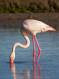Flamingo in camargue
