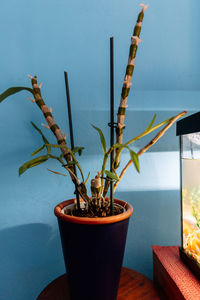 Close-up of potted plant on table