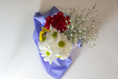 Close-up of plant against white background