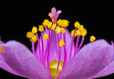 Close-up of fresh purple flower against black background