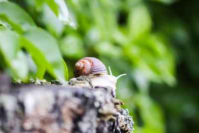 Close-up of snail on leaf