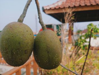 Close-up of fruits hanging on tree