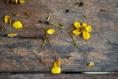 High angle view of yellow flowering plant on wood