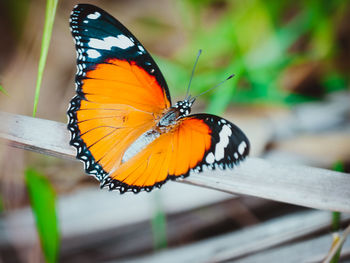 Close-up of butterfly pollinating flower