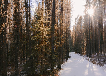 Sunny view of a forest in winter
