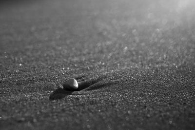 Close-up of pebble on sand at beach