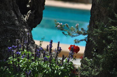 Close-up of flowers growing on tree trunk