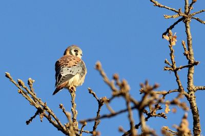 Low angle view of kestrel bird perching on branch against sky