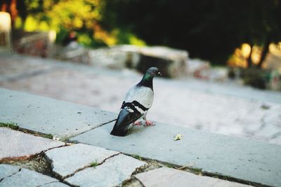 Close-up of bird perching on branch