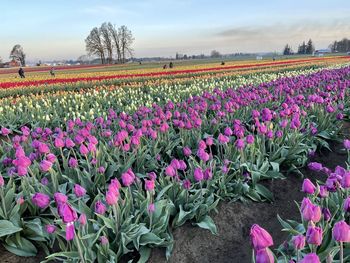 Close-up of flowering plants on field against sky