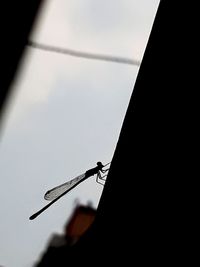 Low angle view of insect perching on power line