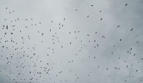 Low angle view of birds flying in sky