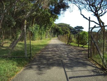 Empty road along trees