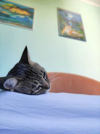 Close-up of cat sleeping on bed