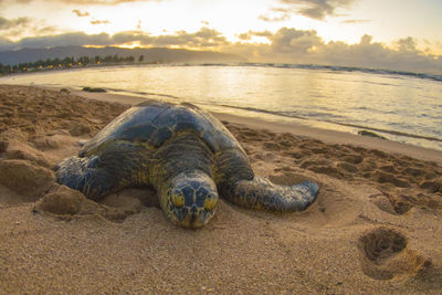 Turtle on beach against sky during sunset