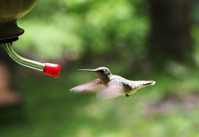 Close-up of hummingbird hovering by feeder