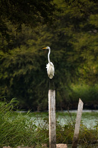 Bird perching on wooden post