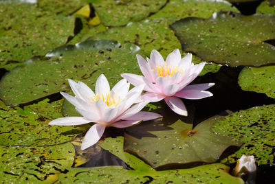 Close-up of lotus water lily in lake