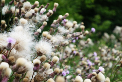 Purple flowering of marsh thistle 'cirsium palustre' in a meadow near river in poland.