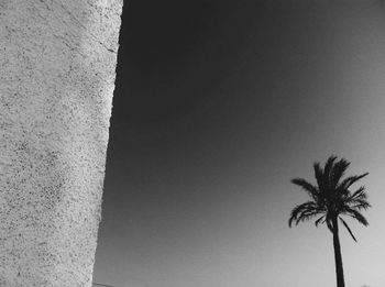 Low angle view of palm trees