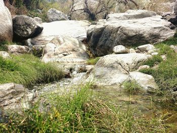 Moss growing on rocks