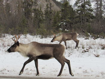 View of deer on snow covered field