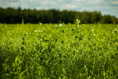 Green bean sprouts with flowers at agricultural field at summer daylight