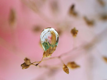 Close-up of pink flowering plant