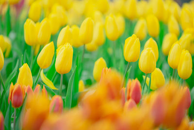 Close-up of yellow tulips on field