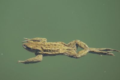 Close-up of toad swimming in sea