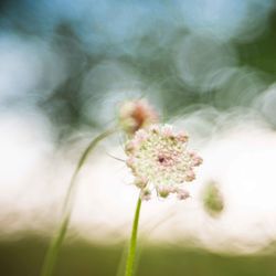 Close-up of white flowering plant